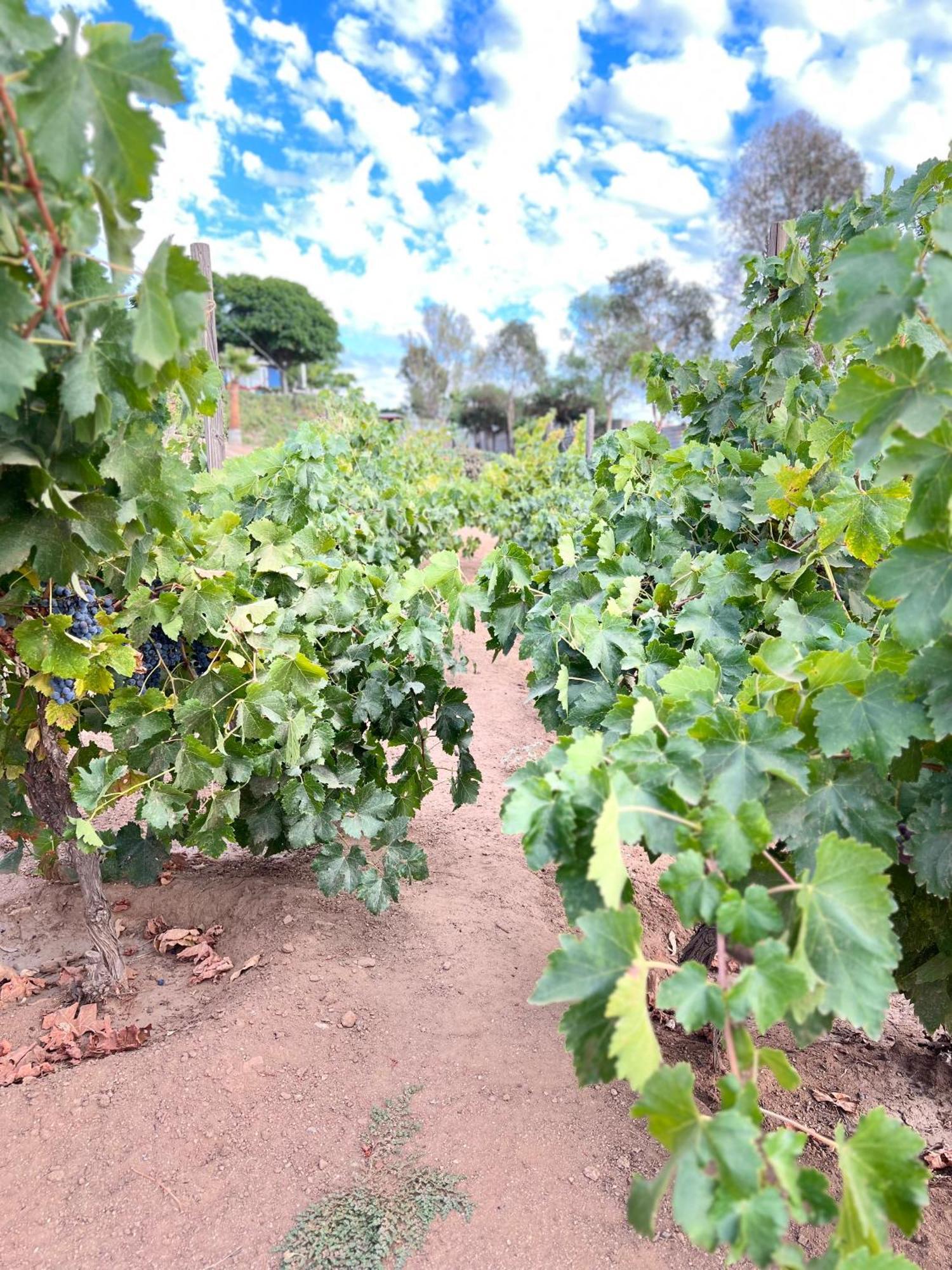 Rancho Matalote En Valle De Guadalupe Exteriér fotografie